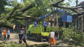 Foto: Petugas gabungan TNI–Polri dan BPBD Kabupaten Trenggalek mengevakuasi pohon trembesi tumbang yang melintang di Jalan Raya Kecamatan Panggul, Trenggalek