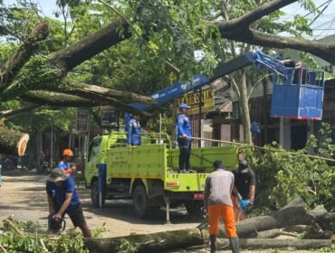 Foto: Petugas gabungan TNI–Polri dan BPBD Kabupaten Trenggalek mengevakuasi pohon trembesi tumbang yang melintang di Jalan Raya Kecamatan Panggul, Trenggalek