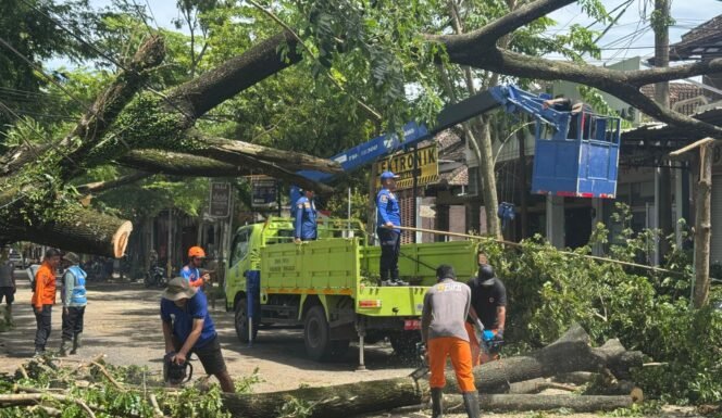 
					Foto: Petugas gabungan TNI–Polri dan BPBD Kabupaten Trenggalek mengevakuasi pohon trembesi tumbang yang melintang di Jalan Raya Kecamatan Panggul, Trenggalek