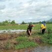 Foto: Babinsa Desa Kedungwilut Koptu Yudi Purwanto bersama warga bergotong royong membersihkan saluran irigasi di area persawahan, Minggu (15/2/2026),