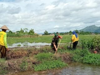 Foto: Babinsa Desa Kedungwilut Koptu Yudi Purwanto bersama warga bergotong royong membersihkan saluran irigasi di area persawahan, Minggu (15/2/2026),