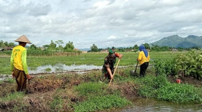 Foto: Babinsa Desa Kedungwilut Koptu Yudi Purwanto bersama warga bergotong royong membersihkan saluran irigasi di area persawahan, Minggu (15/2/2026),