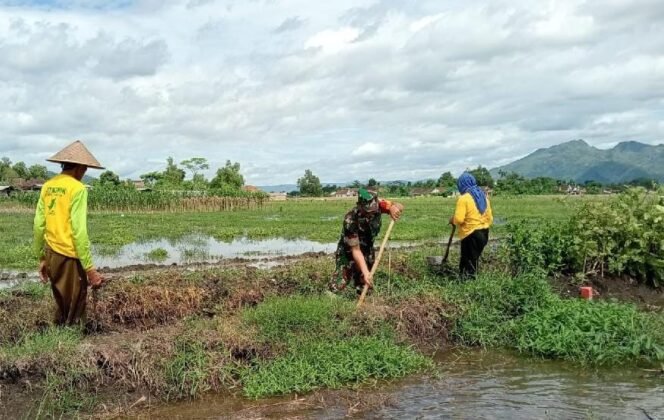 
					Foto: Babinsa Desa Kedungwilut Koptu Yudi Purwanto bersama warga bergotong royong membersihkan saluran irigasi di area persawahan, Minggu (15/2/2026),