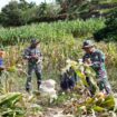 Foto: Anggota Satgas TMMD ke-127 Kodim 0808/Blitar bersama warga memanen jagung di Dusun Barurejo, Desa Krisik, Kecamatan Gandusari, Kabupaten Blitar, Minggu (22/2/2026).