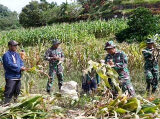 Foto: Anggota Satgas TMMD ke-127 Kodim 0808/Blitar bersama warga memanen jagung di Dusun Barurejo, Desa Krisik, Kecamatan Gandusari, Kabupaten Blitar, Minggu (22/2/2026).