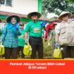 Foto: Pemkot Administrasi Jakarta Pusat bersama TP PKK Kota Administrasi Jakarta Pusat melakukan penanaman bibit cabai serentak di Taman Urban Farming Dahlia, Cempaka Putih, Jumat (20/2/2026)
