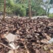 Foto : Limbah sabut kelapa muda 
