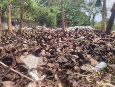 Foto : Limbah sabut kelapa muda 
